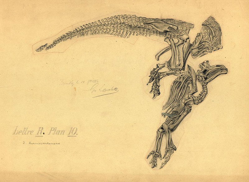 Illustration for article titled The 19th-Century Artist Who Sketched Fossils In Their Death Poses